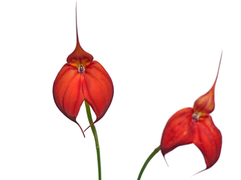 Masdevallia Gypsy