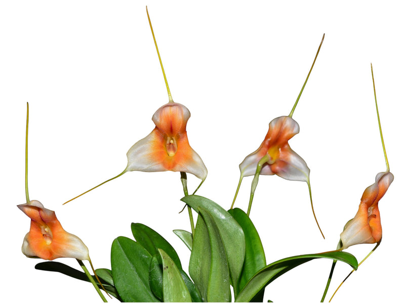 Masdevallia Harlequin