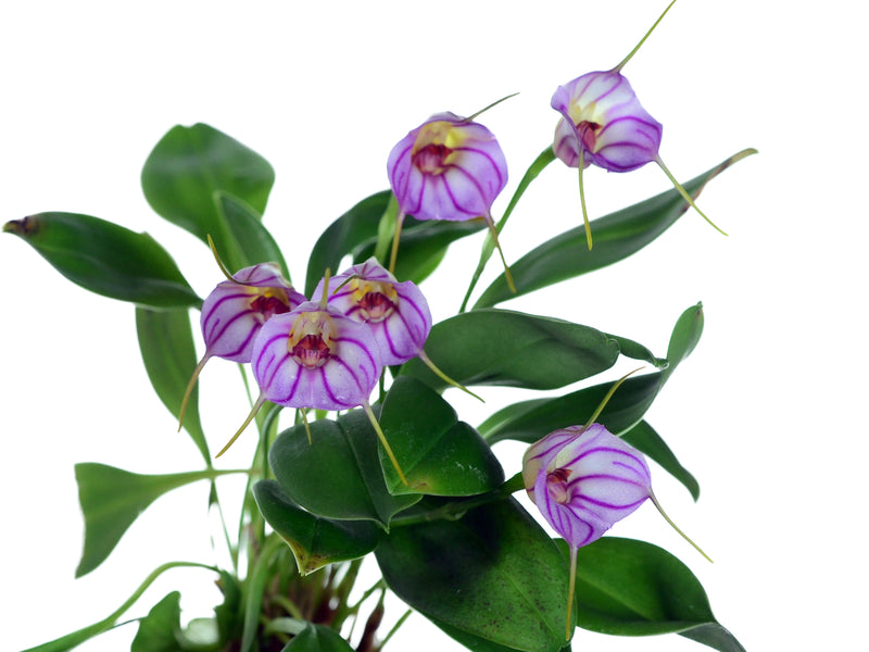 Masdevallia Harlequin Bay Island