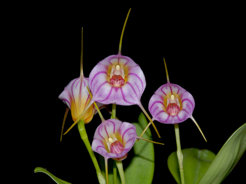 Masdevallia Harlequin Bay Island