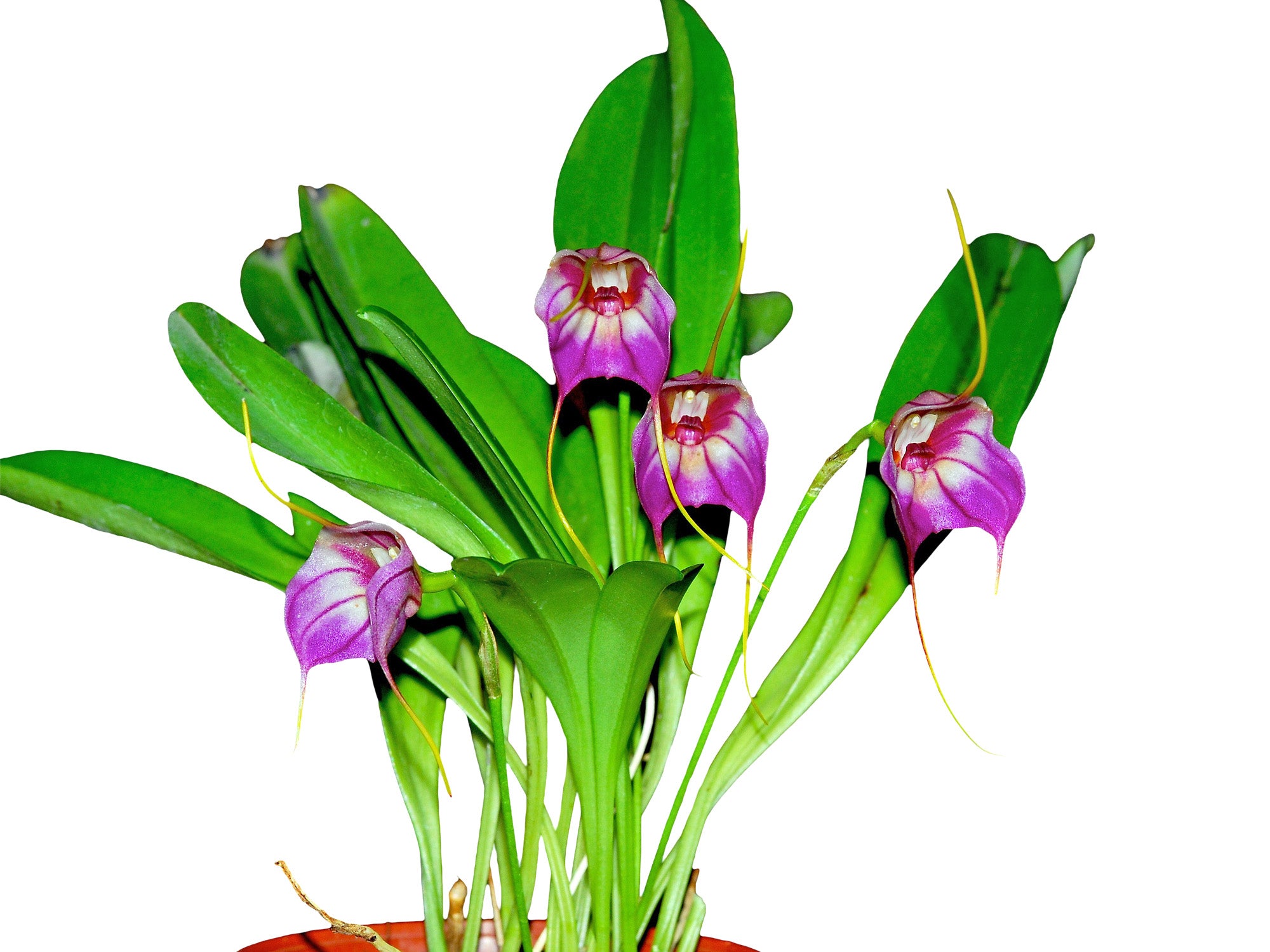 Masdevallia Harlequin 'Ecuagenera'