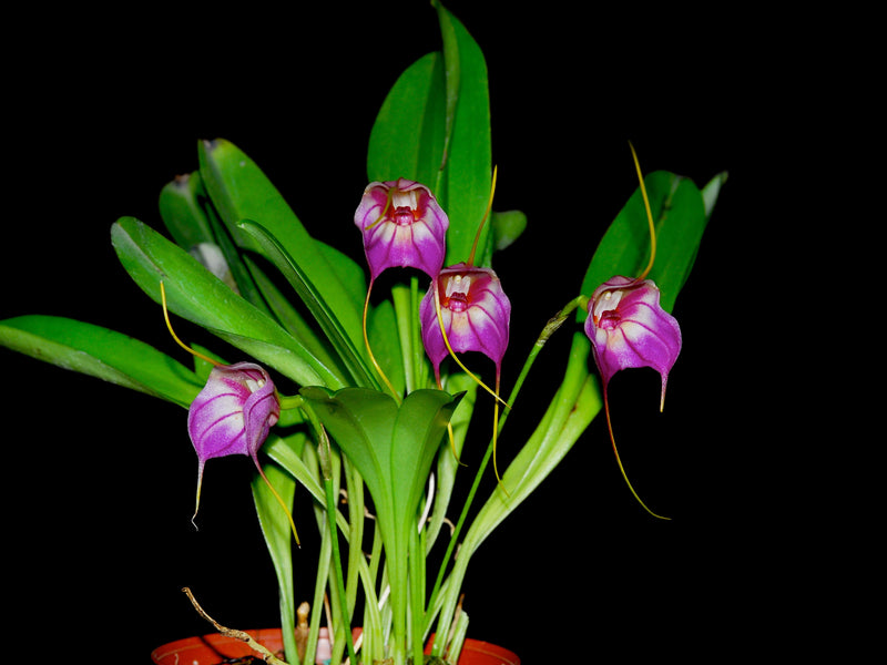 Masdevallia Harlequin 'Ecuagenera'