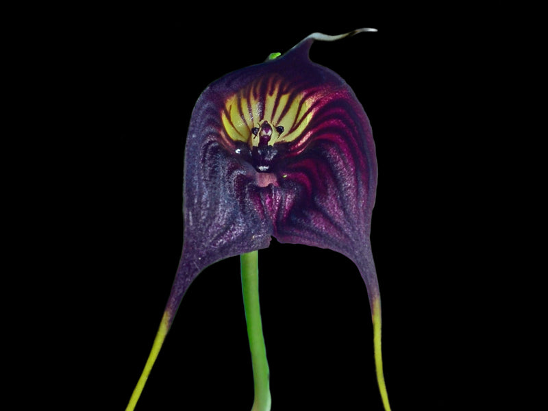 Masdevallia Haven Eileen