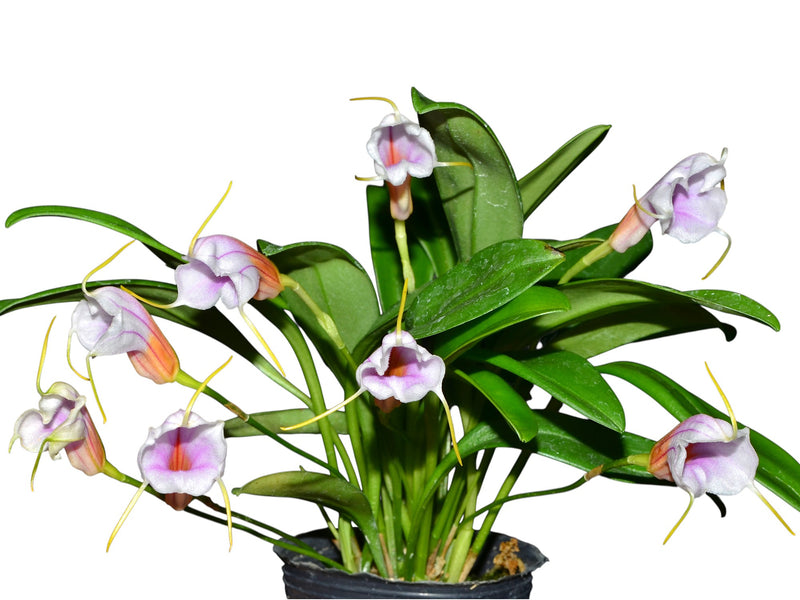 Masdevallia Haven Patricia