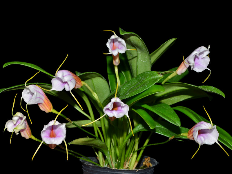 Masdevallia Haven Patricia