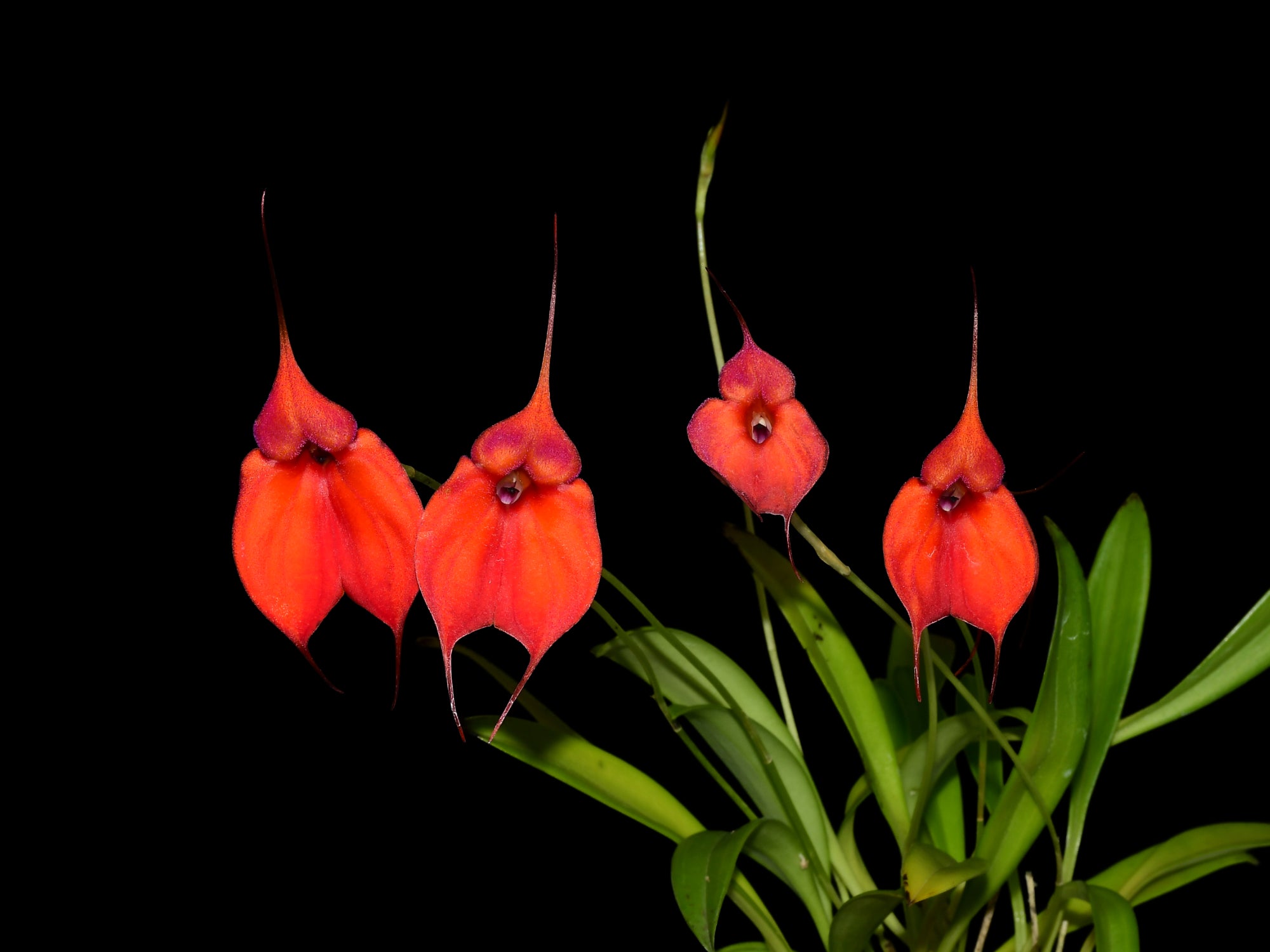 マトファー マジフラワー Masdevallia Hawaiian Sunset - Warm-Toned Hybrid Cool Growing