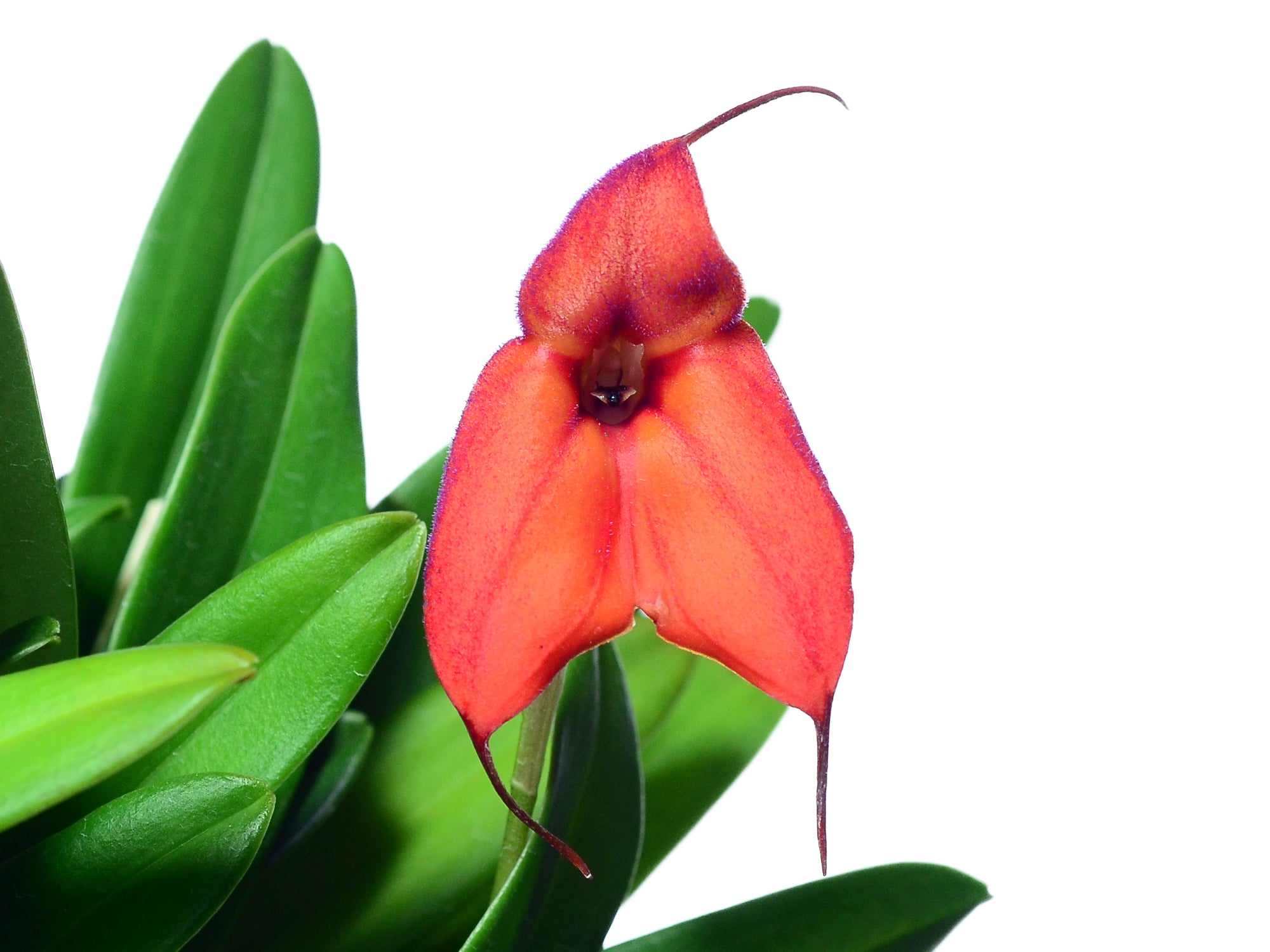 Masdevallia Hawaiian Sunset - Warm-Toned Hybrid Cool Growing