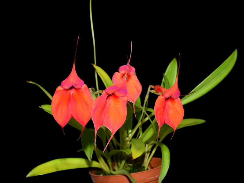 Masdevallia Hawaiian Sunset