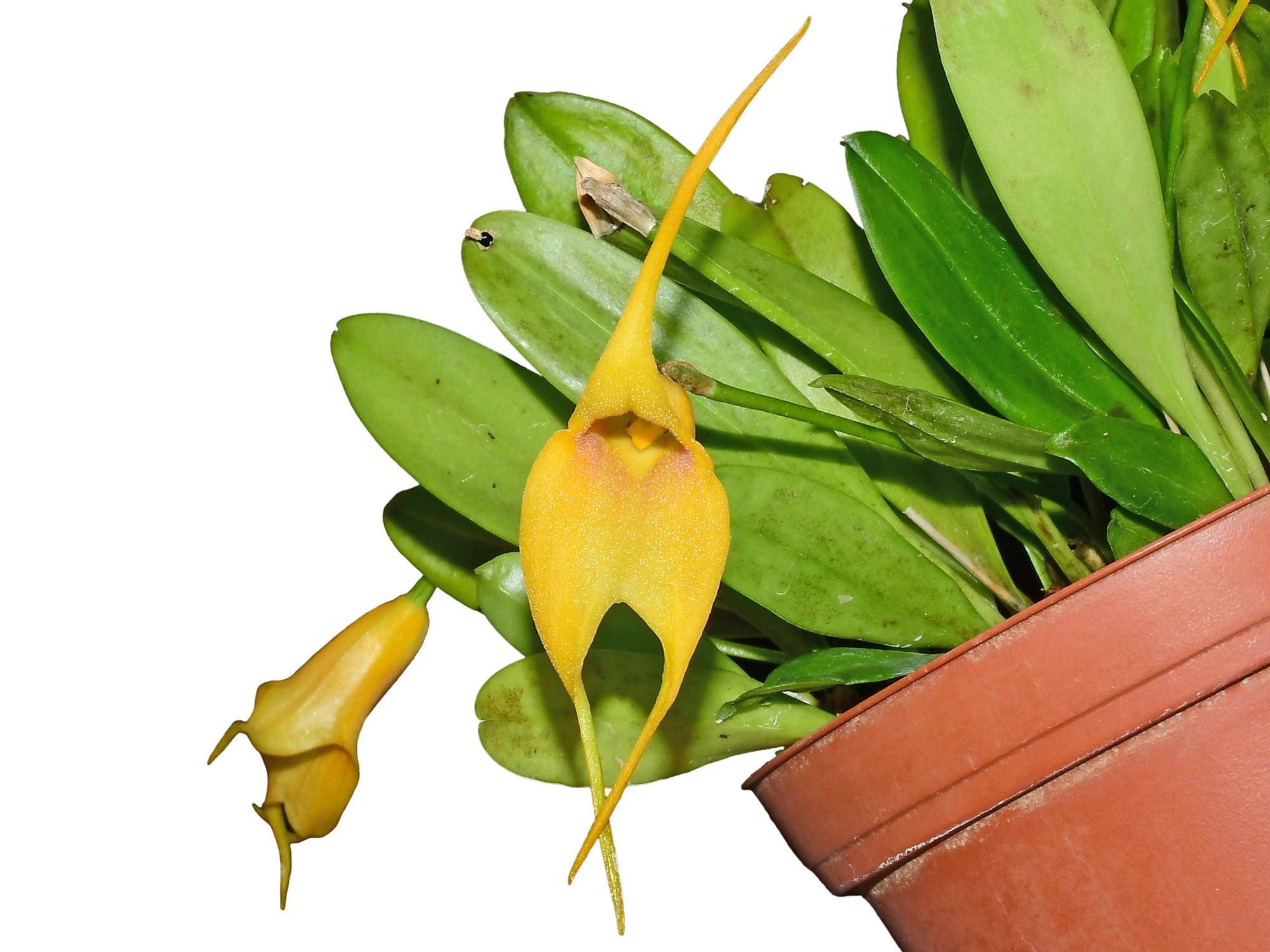 Masdevallia Heather Anderson