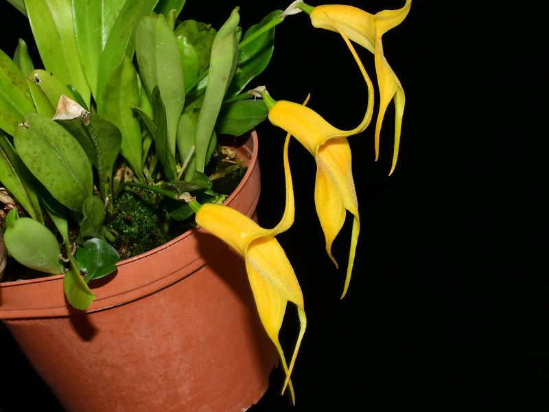 Masdevallia Heather Anderson