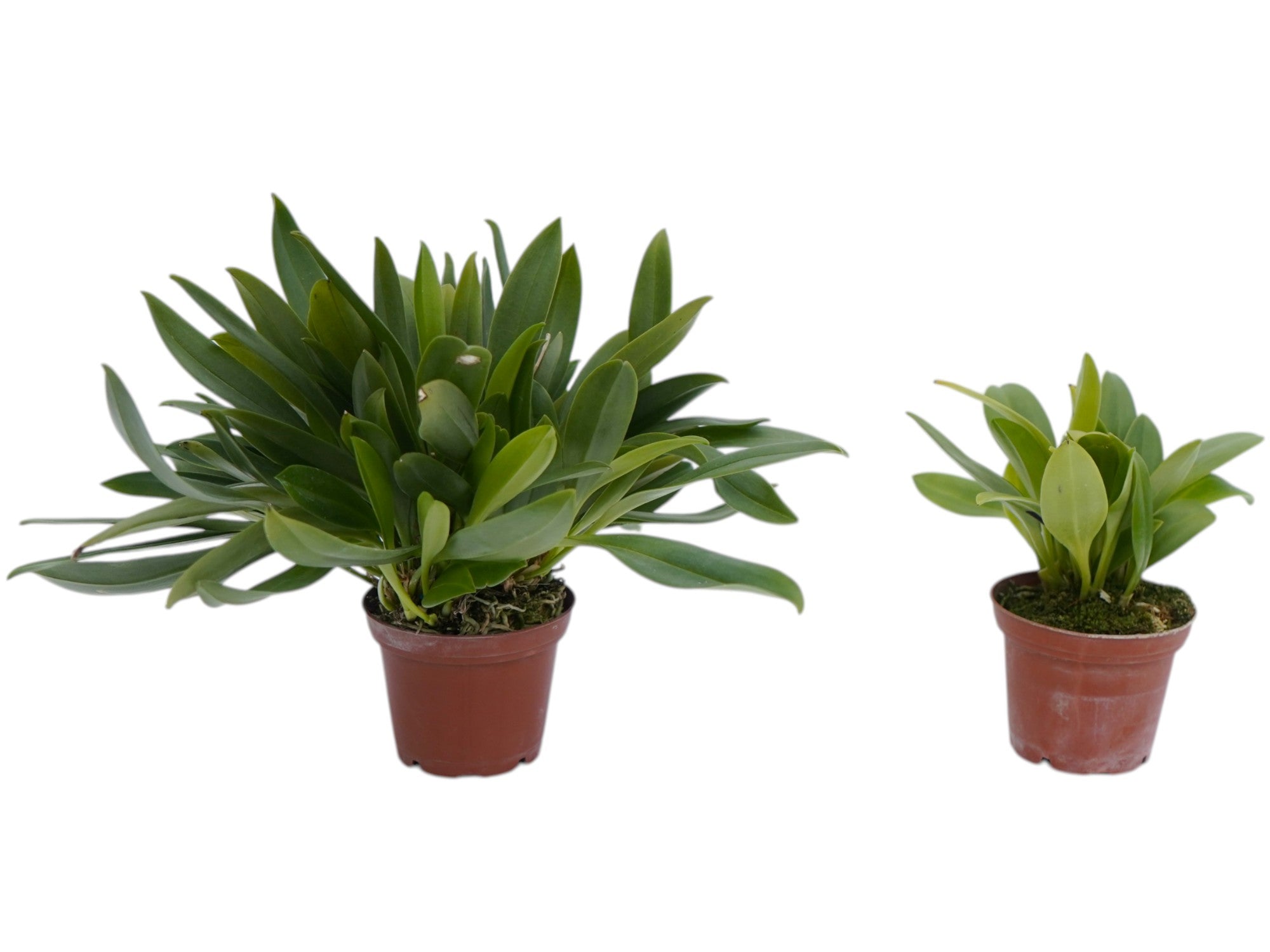 Masdevallia Heather Anderson (Big)