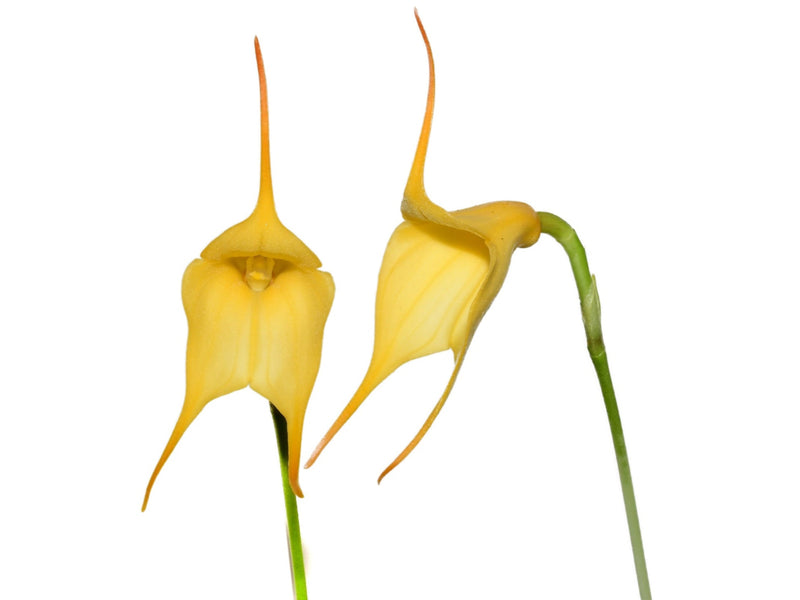 Masdevallia Bonsall Sun Shine