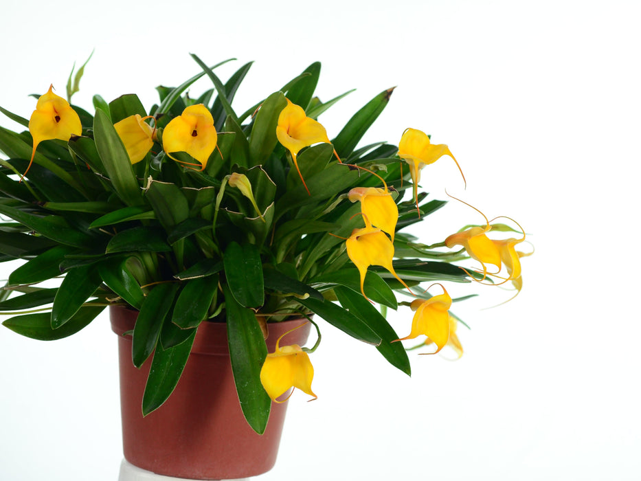 Masdevallia Hoosier Angel