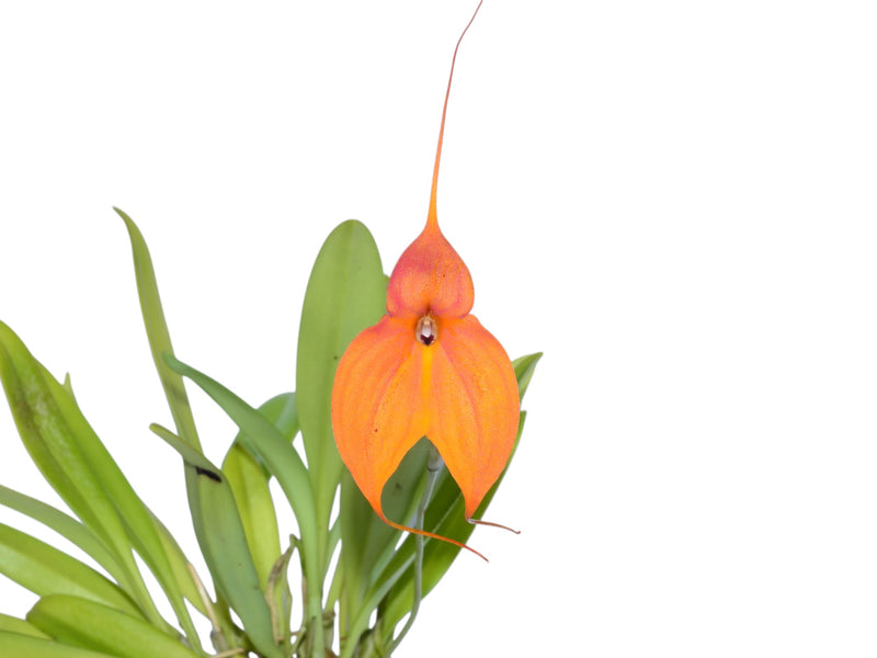 Masdevallia Inca Prince