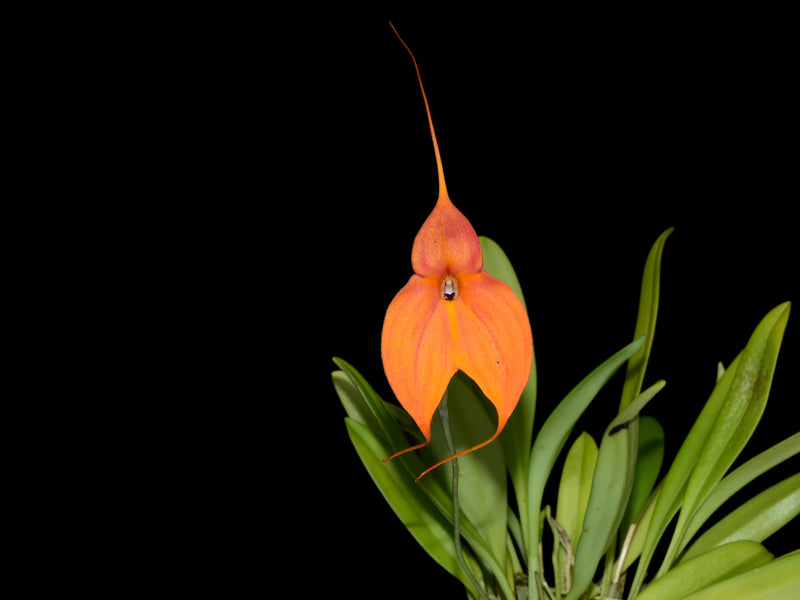 Masdevallia Inca Prince