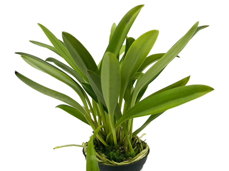 Masdevallia Inca Prince