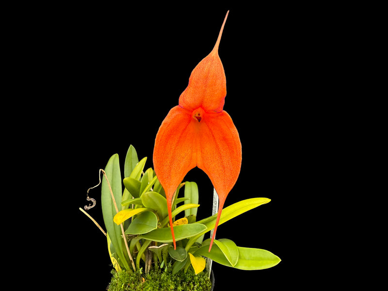 Masdevallia Inca Prince