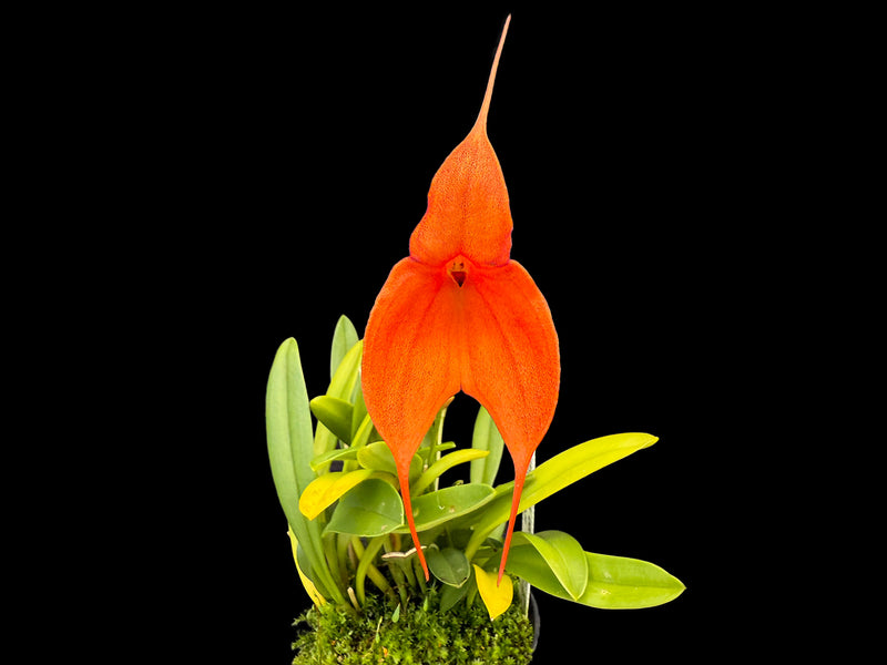 Masdevallia Inca Prince