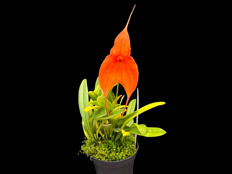 Masdevallia Inca Prince