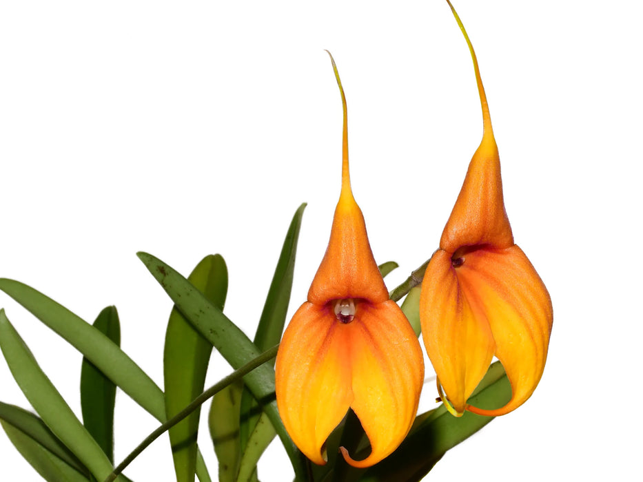 Masdevallia Elizabeth Yanza X Masd. Copper Angel 'young Jeung' x Masd. kimbaliana