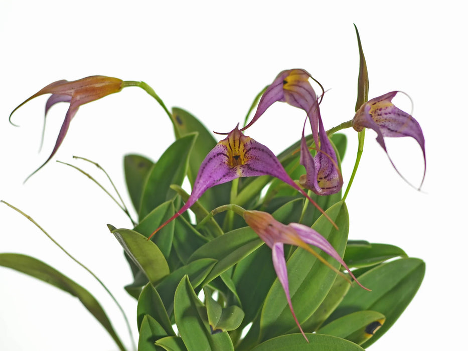 Masdevallia Juan del Hierro