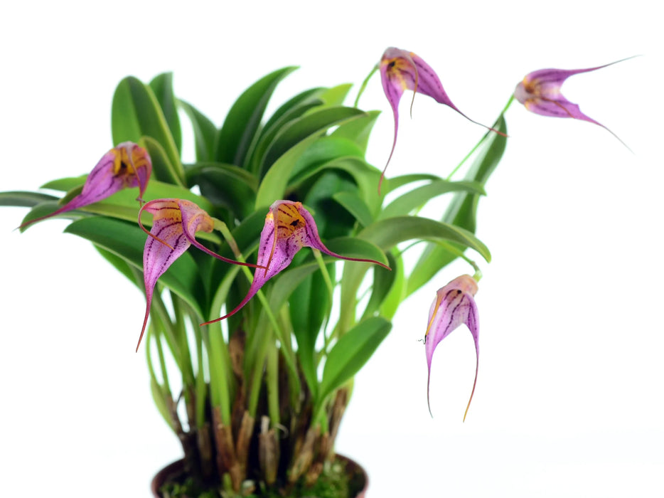 Masdevallia Juan del Hierro