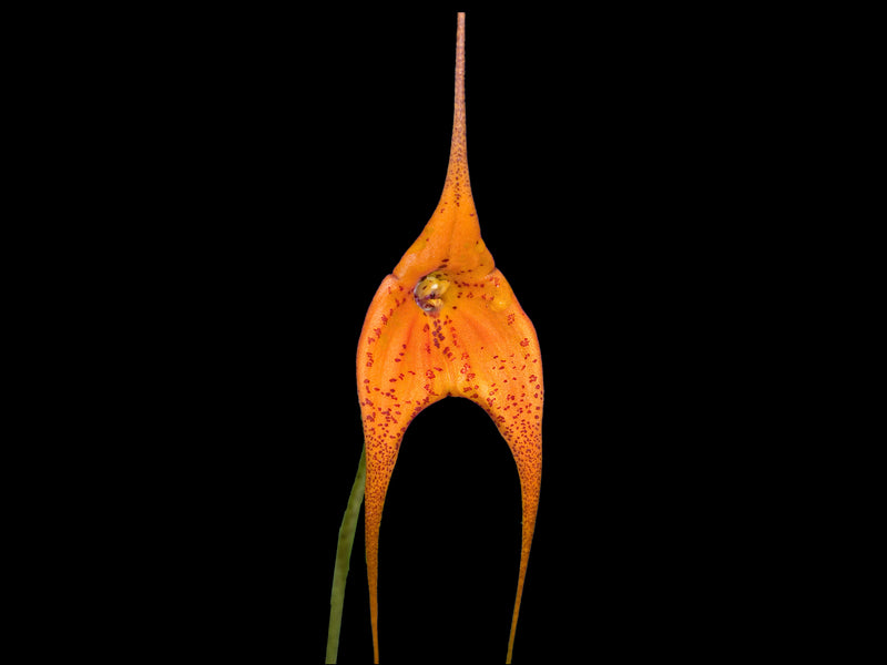 Masdevallia Kimbaliana