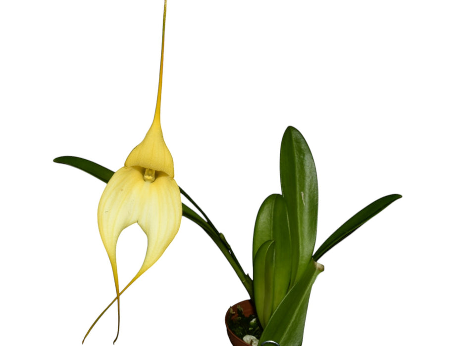 Masdevallia Len Zieff