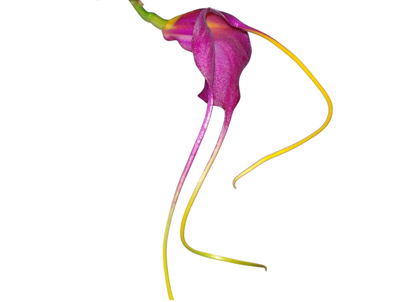 Masdevallia Llampasay