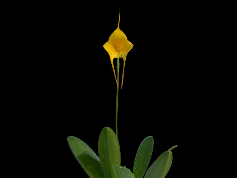 Masdevallia MacInnes' Golden Heart