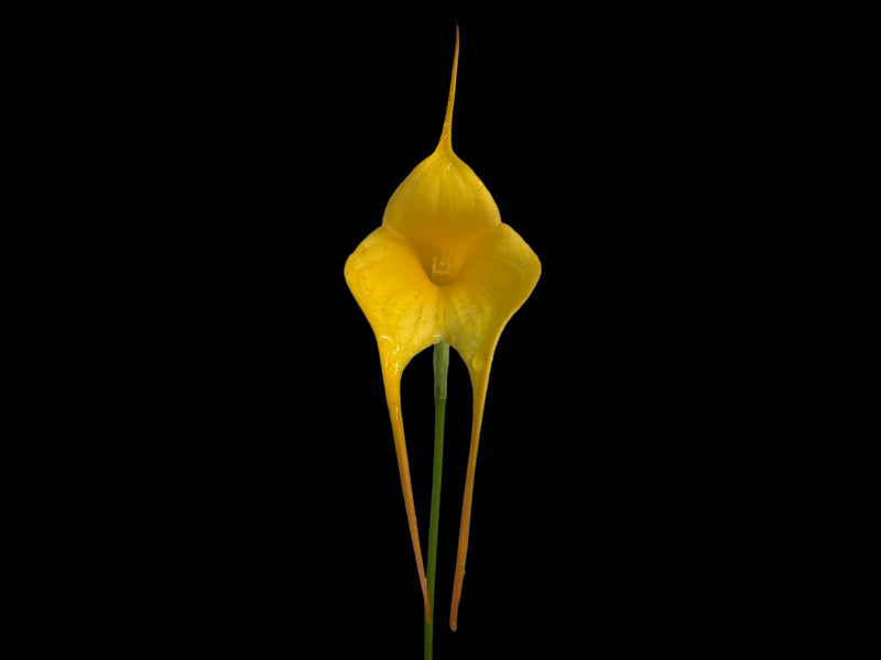 Masdevallia MacInnes' Golden Heart
