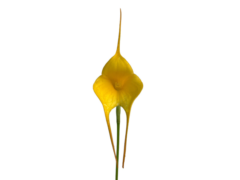 Masdevallia MacInnes' Golden Heart