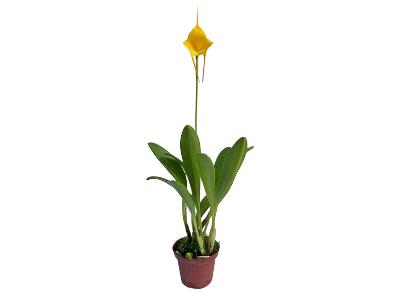 Masdevallia MacInnes' Golden Heart