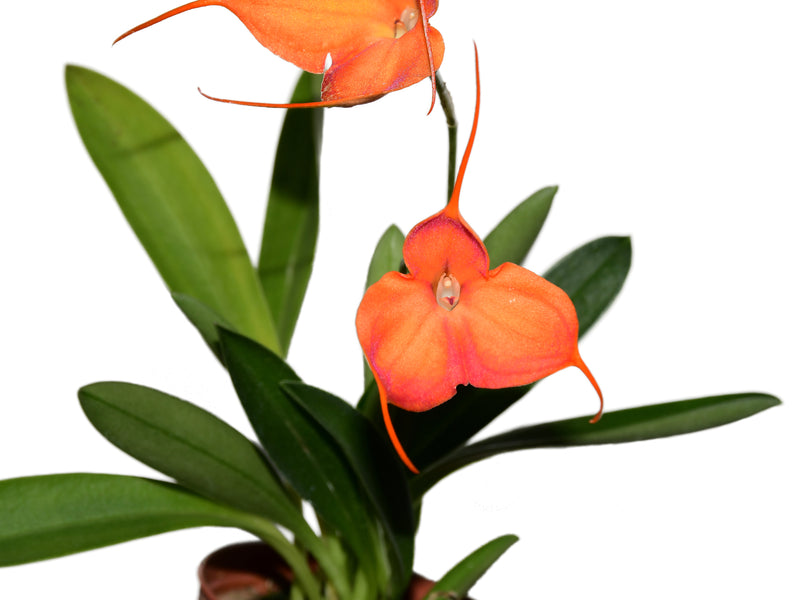 Masdevallia Machangara