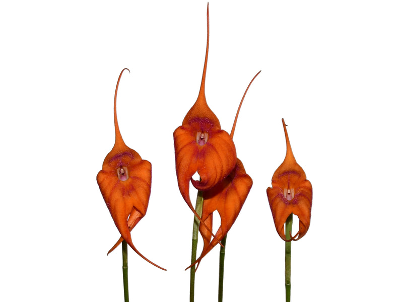 Masdevallia Madona