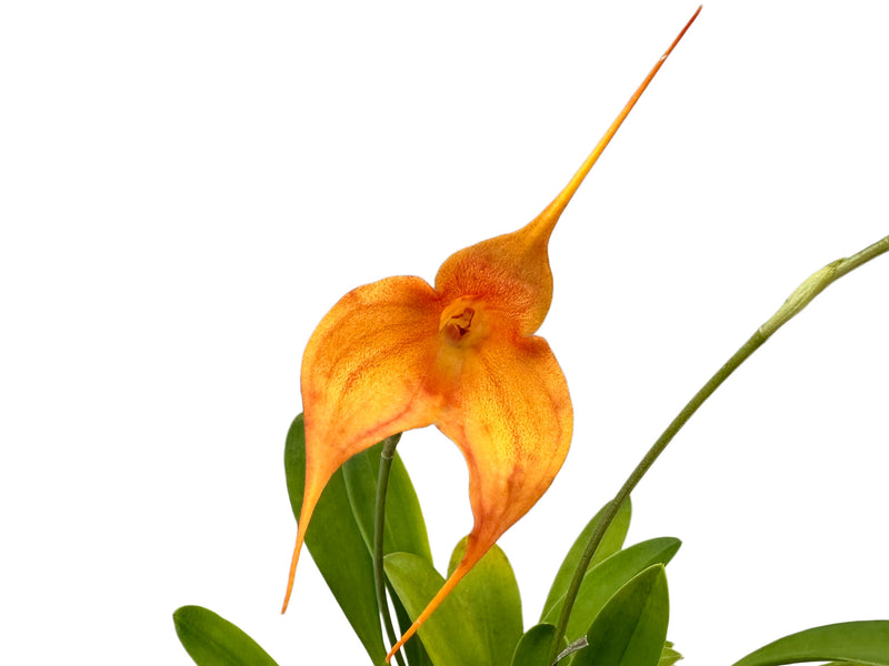 Masdevallia Madona 'Dream'