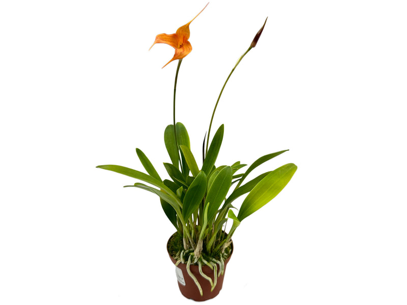 Masdevallia Madona 'Dream'