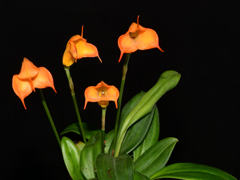 Masdevallia Maui Lollipop