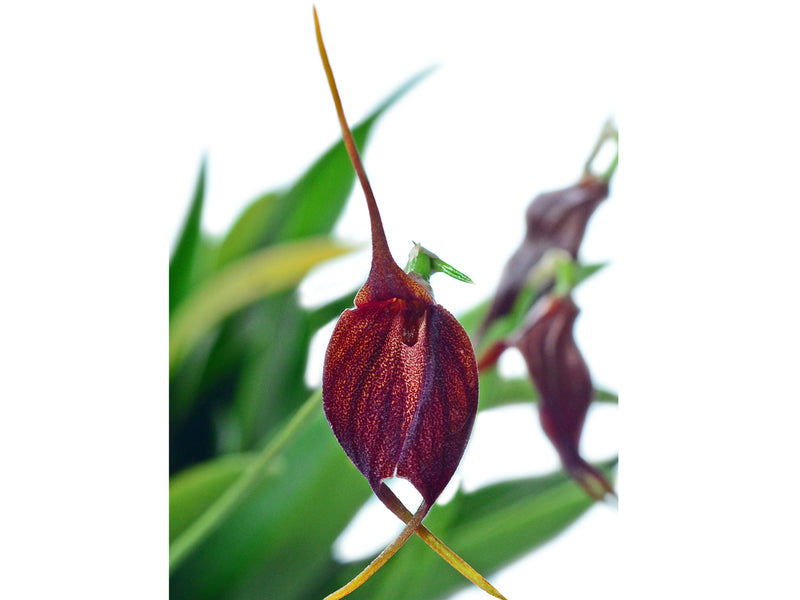 Masdevallia Morenita