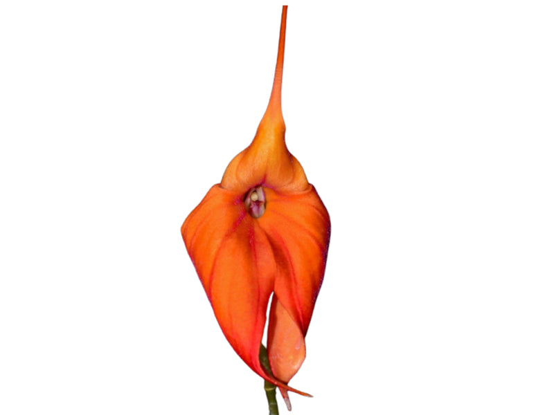Masdevallia Mundyana