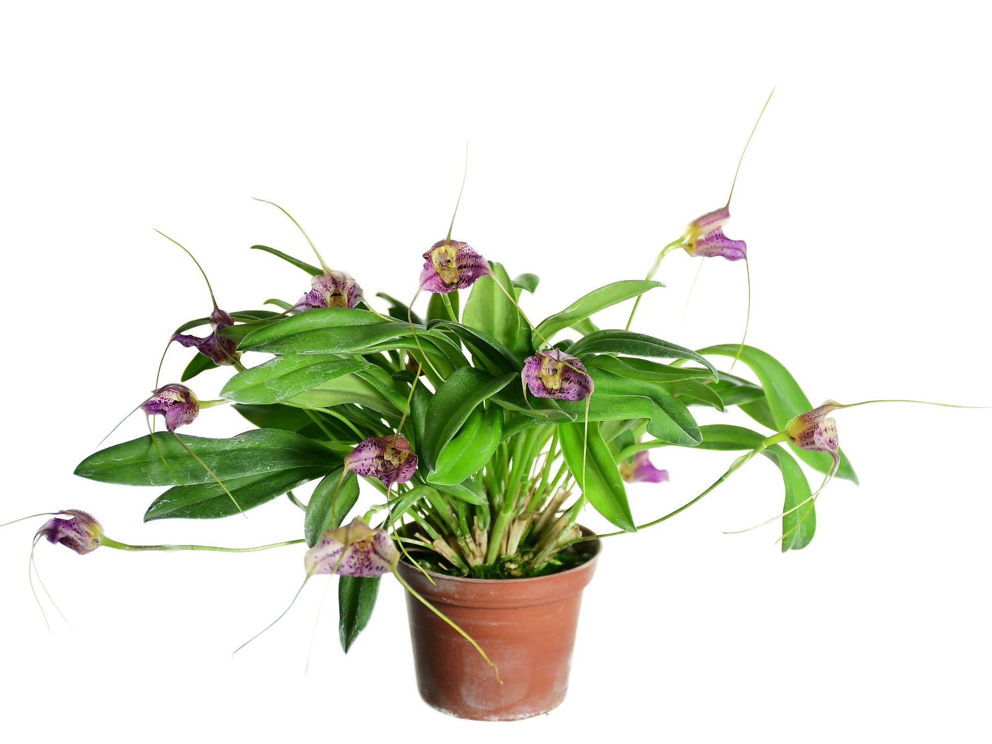 Masdevallia Myra 'Capricornia'
