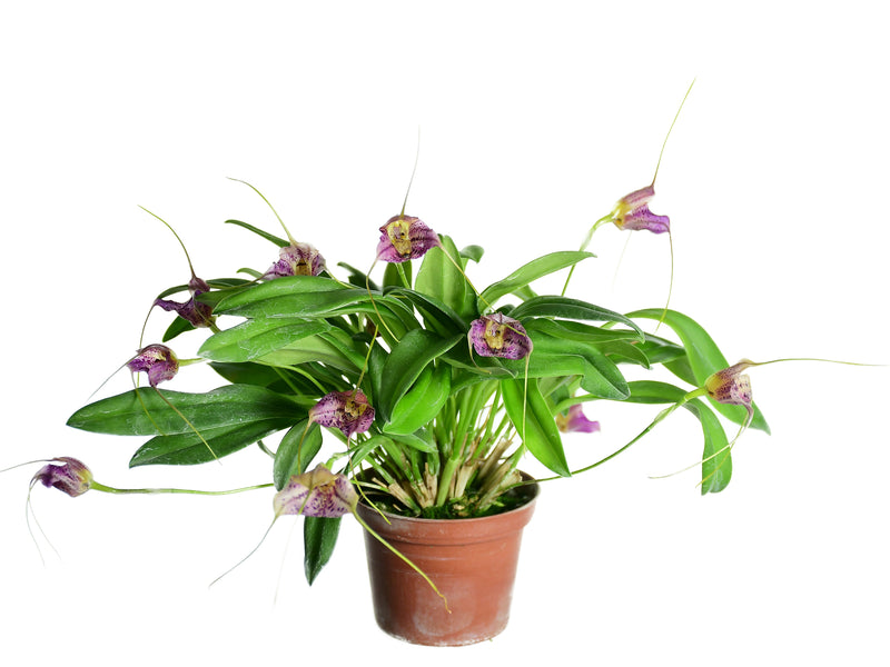Masdevallia Myra 'Capricornia'