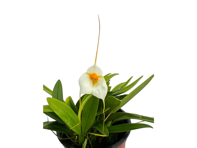 Masdevallia Night Shade