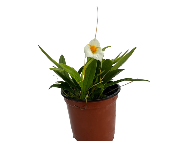 Masdevallia Night Shade
