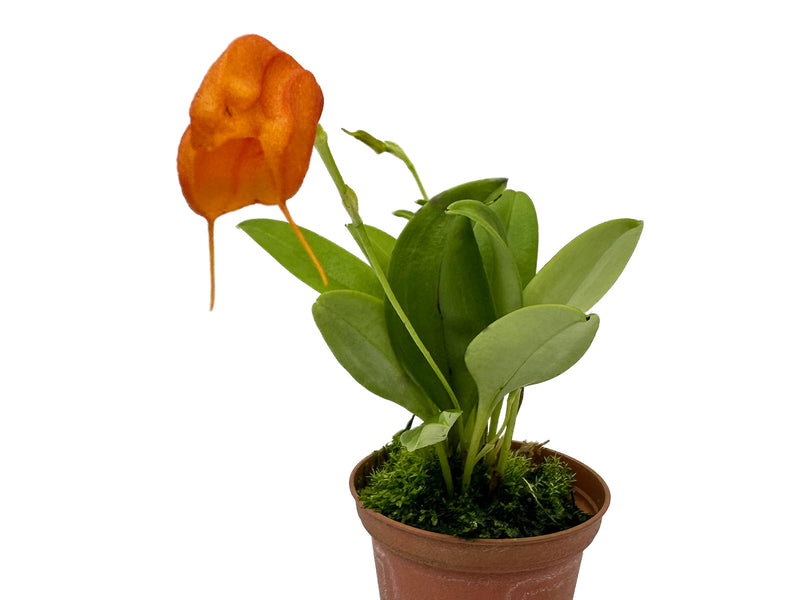 Masdevallia Orange Garden