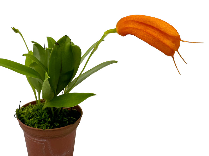 Masdevallia Orange Garden