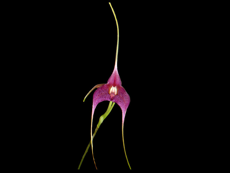 Masdevallia Paola Medina