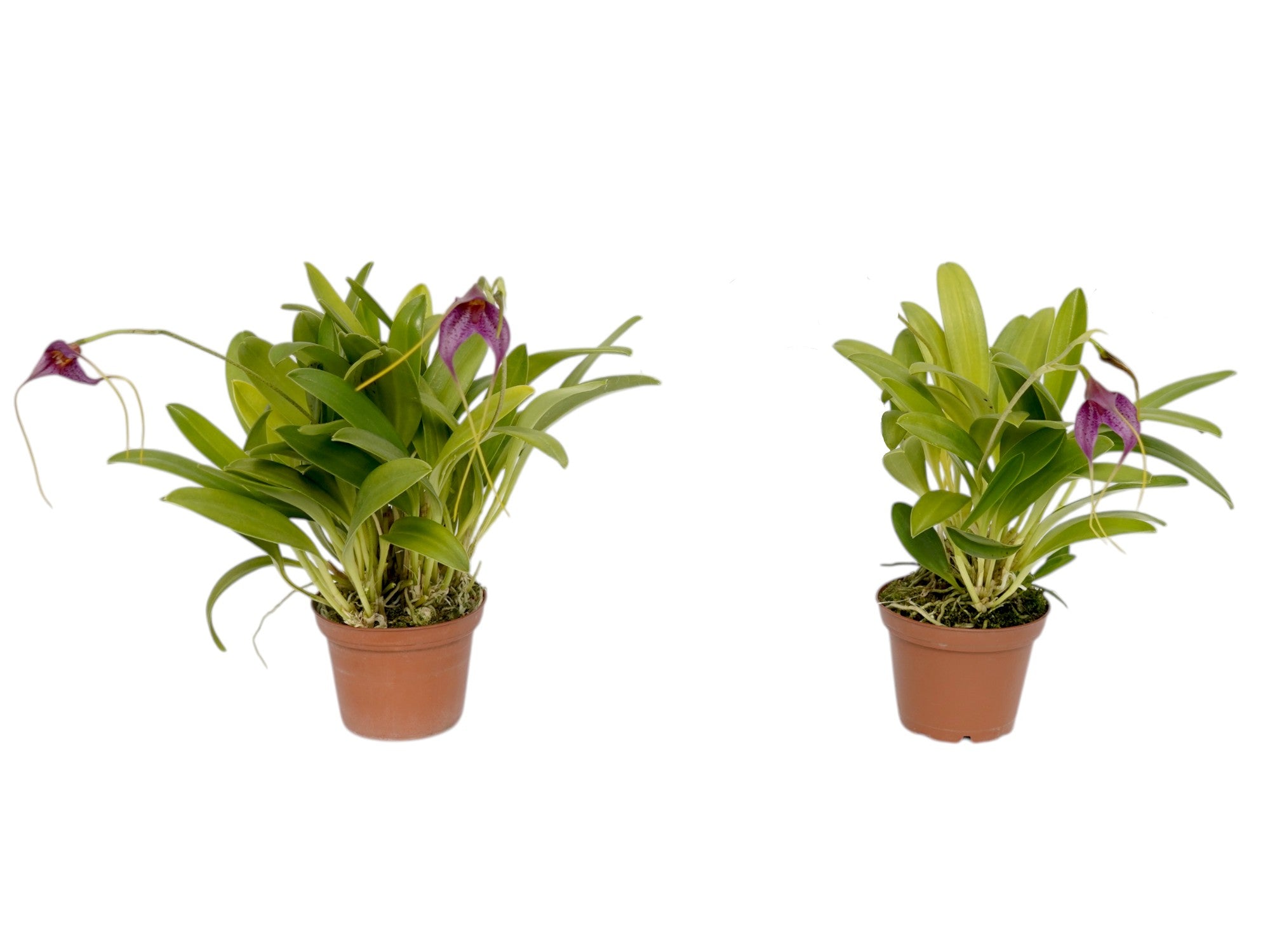 Masdevallia Paola Medina (Big)