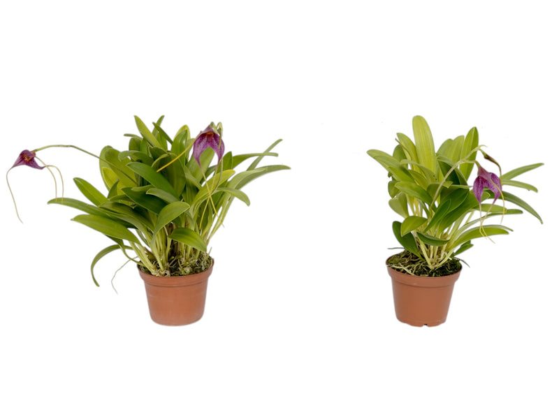 Masdevallia Paola Medina (Big)