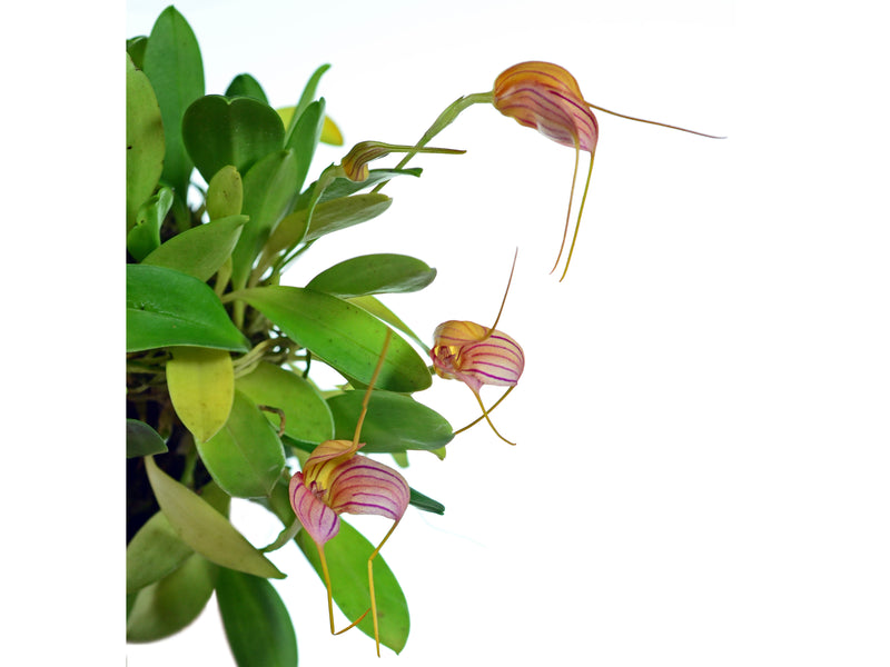 Masdevallia Peppermint Rock